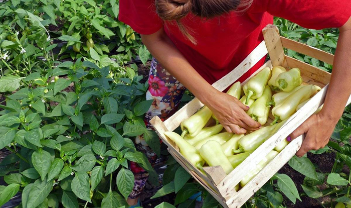 Как вырастить перец из семян от А до Я: лучшие сорта, посев, уход