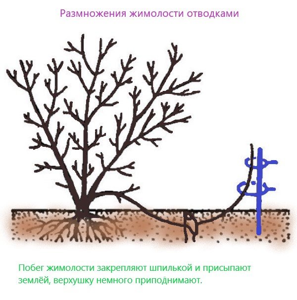 Как вырастить жимолость на садовом участке