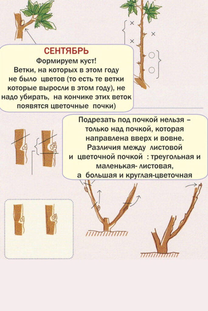 Когда и как обрезать пионы: весной, осенью, на зиму, после цветения