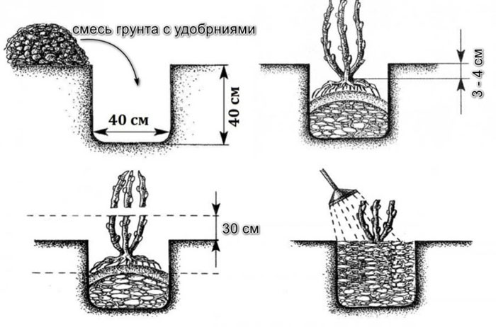 Когда и как посадить ежевику: тонкости выращивания крупной ежевики