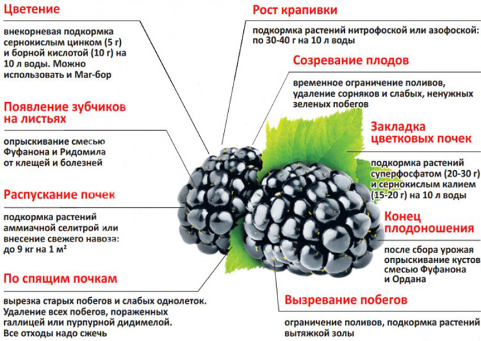 Когда и как посадить ежевику: тонкости выращивания крупной ежевики