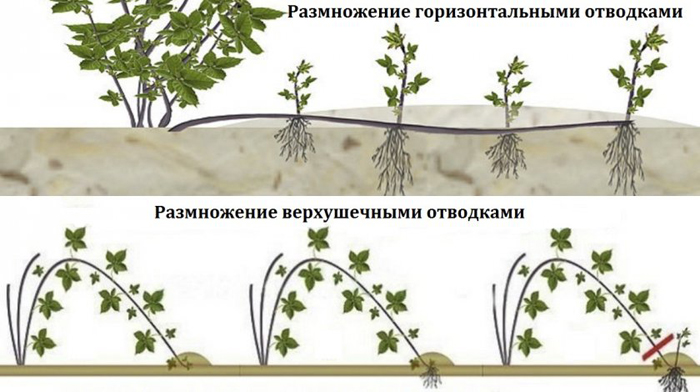 Когда и как посадить ежевику: тонкости выращивания крупной ежевики