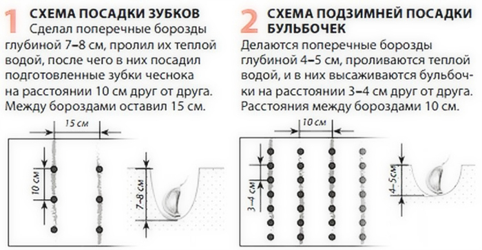 Когда и как сажать чеснок под зиму — 100% эффективные советы для богатого урожая