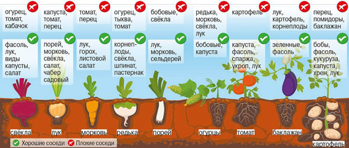 Когда и как сажать морковь в 2024 году – сроки и технология посадки