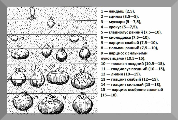 Когда и как сажать нарциссы в 2024 году