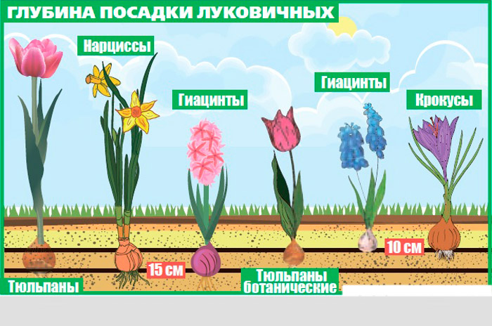 Когда и как сажать нарциссы в 2024 году