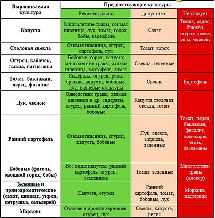 Когда и как сажать (сеять) укроп в 2024 году