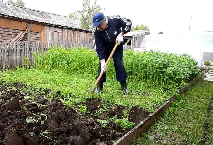 Когда и как сеять сидераты весной и осенью в огороде и теплице