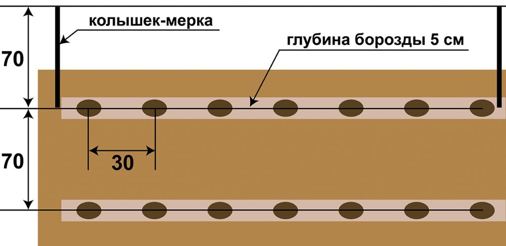 Когда сажать картофель в Сибири в 2024 году