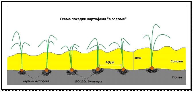 Когда сажать картофель в Сибири в 2024 году