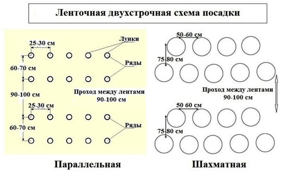 Когда сажать картофель в Сибири в 2024 году