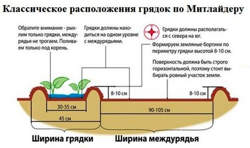 Когда сажать картофель в Сибири в 2024 году