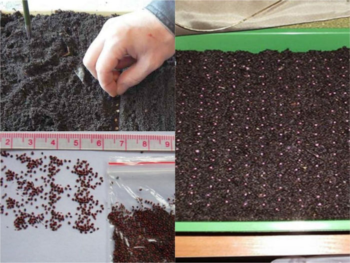 Когда сажать клубнику на рассаду в 2024 году – сроки и как правильно сажать клубнику семенами