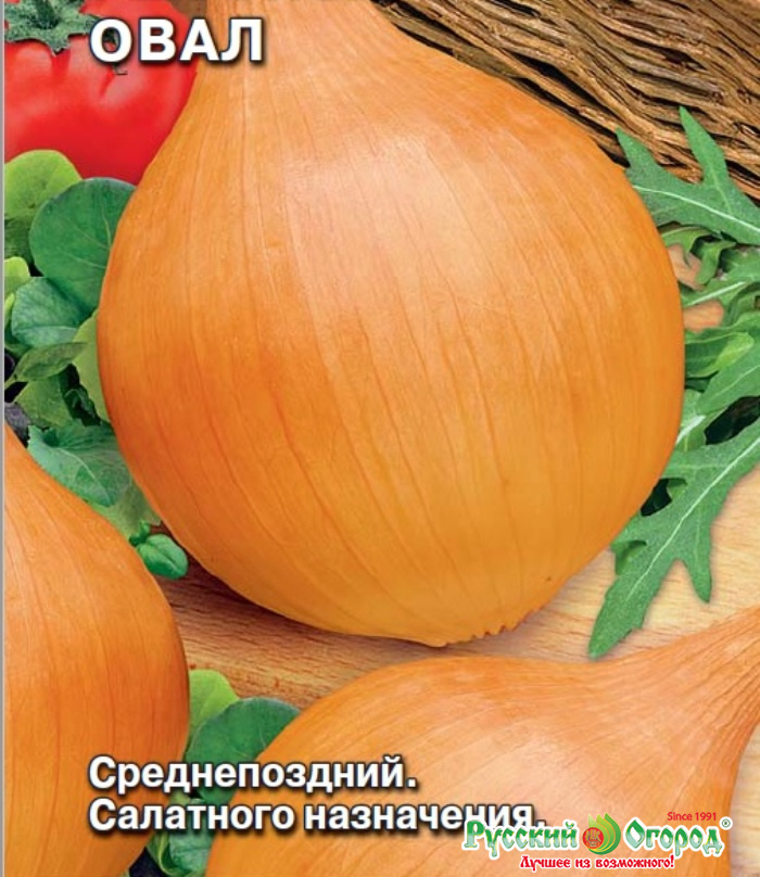 Когда сажать лук на рассаду в 2024 году