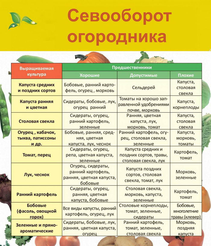 Когда сажать патиссоны в грунт в 2024 году и как правильно их выращивать