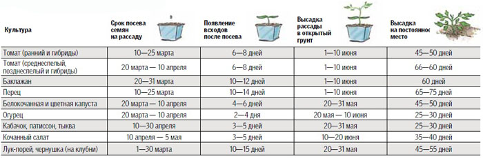 Когда сажать помидоры на Урале в 2024 году