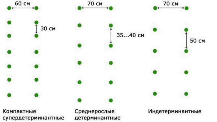 Когда сажать помидоры на Урале в 2024 году