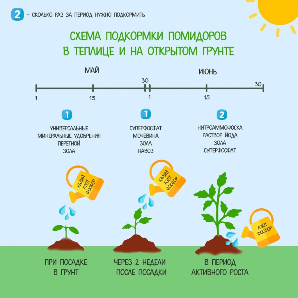 Когда сажать томаты в Подмосковье в 2024 году