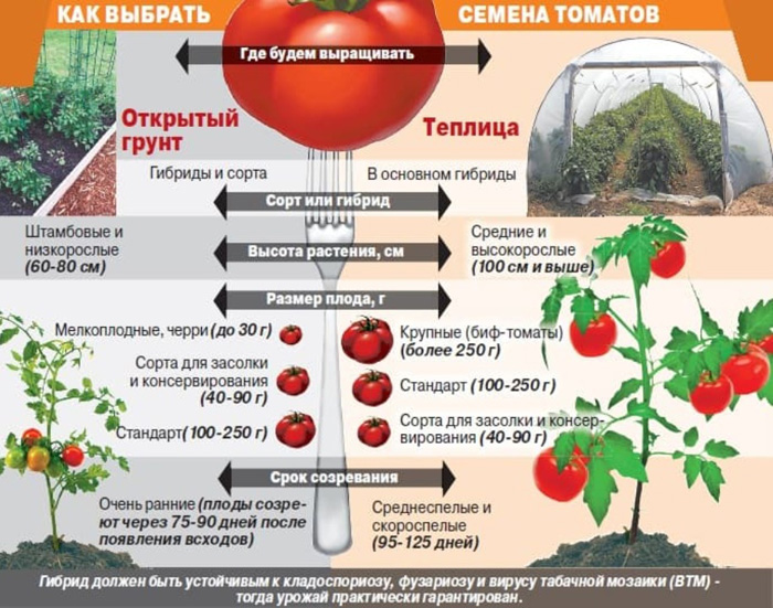 Когда сажать томаты в Подмосковье в 2024 году