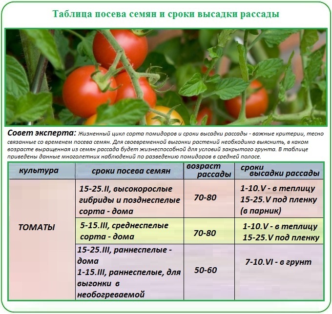 Когда сажать томаты в Подмосковье в 2024 году