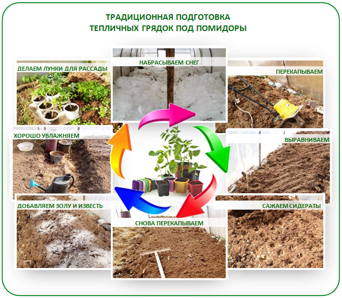 Когда сажать томаты в Сибири в 2024 году