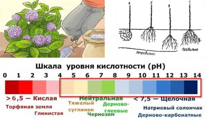 Крупнолистная гортензия (100 фото): описание, сорта, посадка и уход