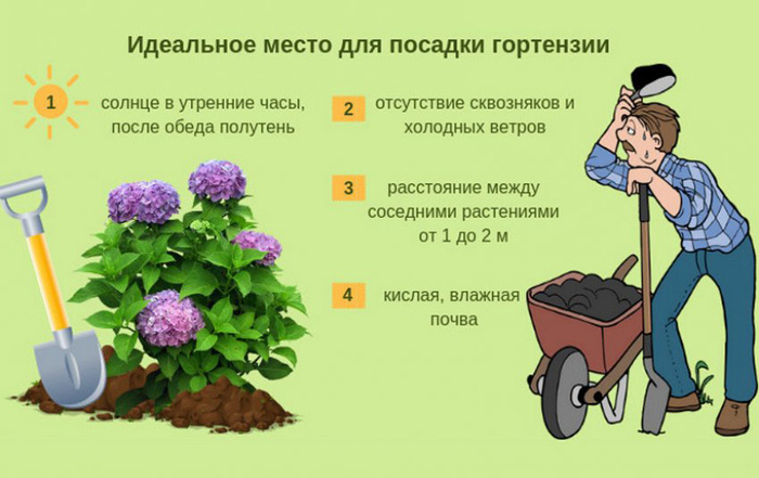 Крупнолистная гортензия (100 фото): описание, сорта, посадка и уход