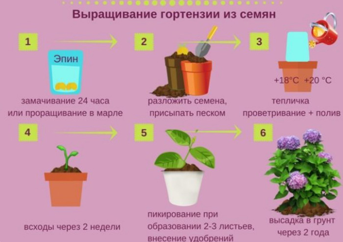 Крупнолистная гортензия (100 фото): описание, сорта, посадка и уход