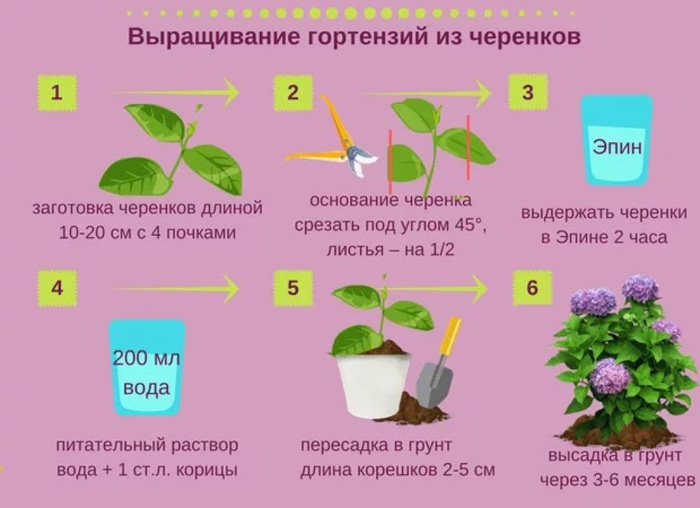 Крупнолистная гортензия (100 фото): описание, сорта, посадка и уход