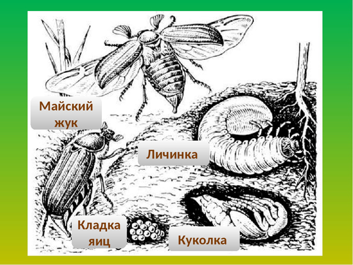 Личинки майского жука – вред и как с ними бороться, обзор лучших способов