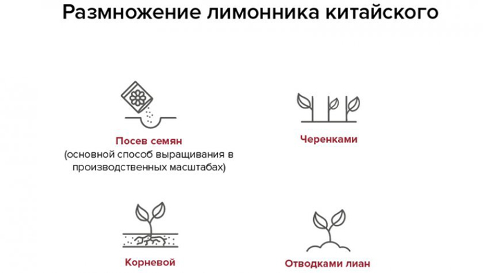 Лимонник китайский (35 фото): все о его выращивании, посадке и уходе