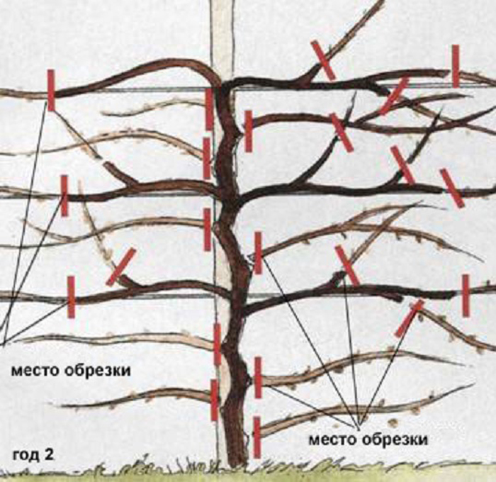 Лимонник китайский (35 фото): все о его выращивании, посадке и уходе