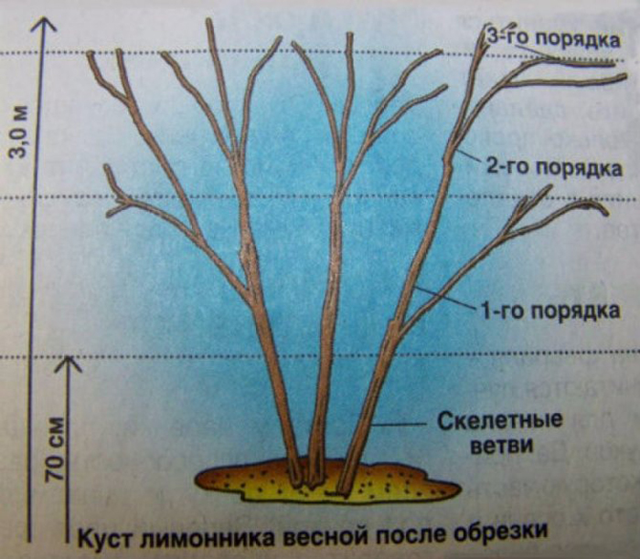 Лимонник китайский (35 фото): все о его выращивании, посадке и уходе