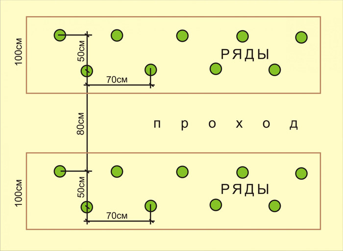 Ложная мучнистая роса (пероноспороз) огурцов – меры борьбы (25 средств)