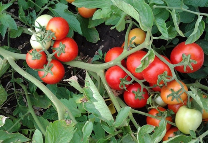 Лучшие сорта томатов для Подмосковья ТОП-45 2024 года