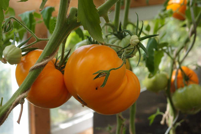 Лучшие сорта томатов для Подмосковья ТОП-45 2024 года