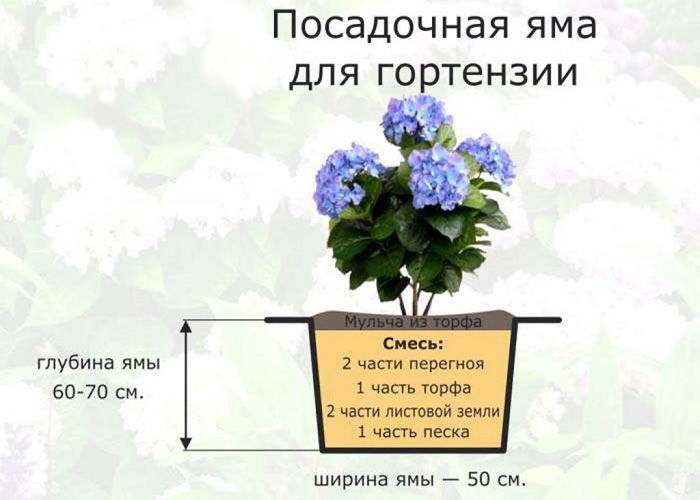 Метельчатая гортензия (80 фото): описание, сорта, посадка и уход