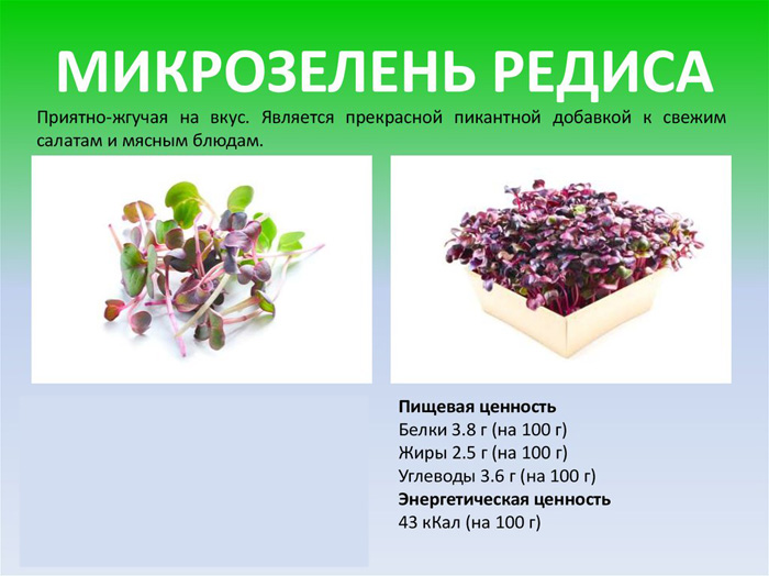 Микрозелень редиса — польза, как вырастить в домашних условиях