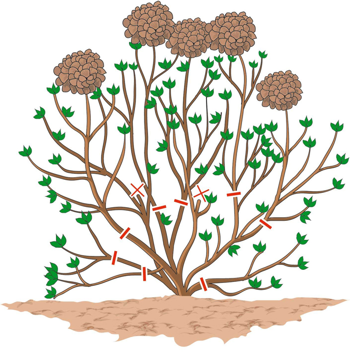 Обрезка гортензии — осенью, весной, схемы обрезки для метельчатой, древовидной, крупнолистной гортензии