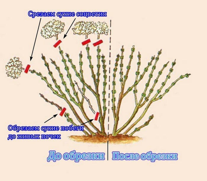 Обрезка гортензии — осенью, весной, схемы обрезки для метельчатой, древовидной, крупнолистной гортензии