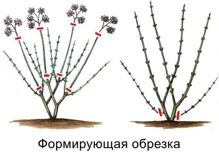 Обрезка гортензии — осенью, весной, схемы обрезки для метельчатой, древовидной, крупнолистной гортензии