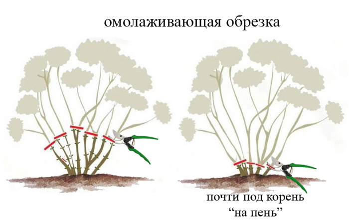 Обрезка гортензии — осенью, весной, схемы обрезки для метельчатой, древовидной, крупнолистной гортензии