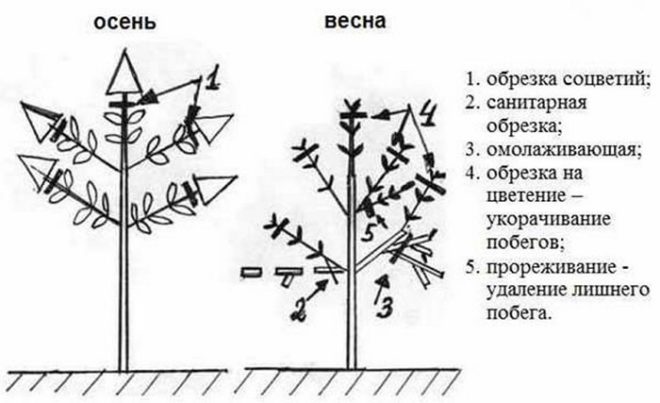 Обрезка гортензии — осенью, весной, схемы обрезки для метельчатой, древовидной, крупнолистной гортензии