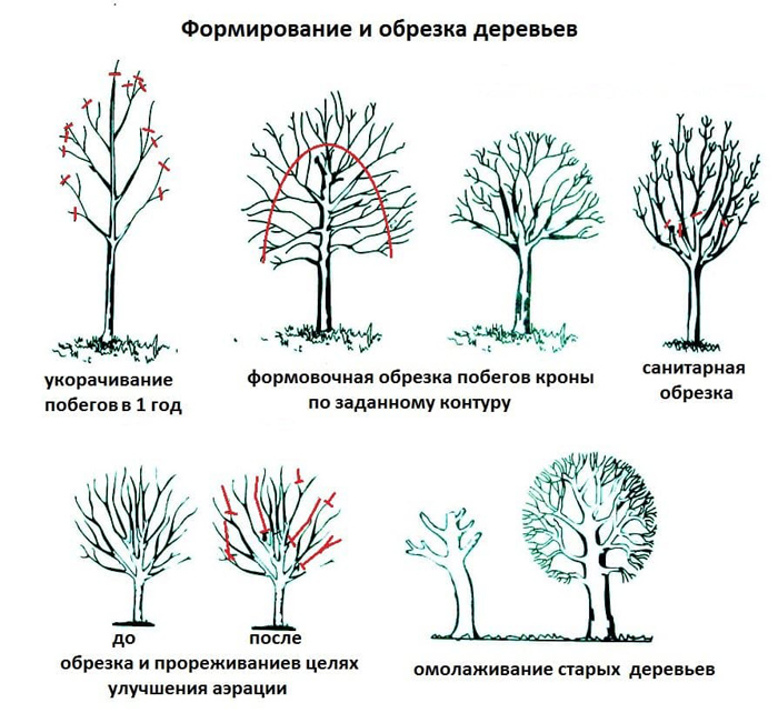 Обрезка груши в 2024 году: когда и как правильно обрезать грушу весной и осенью