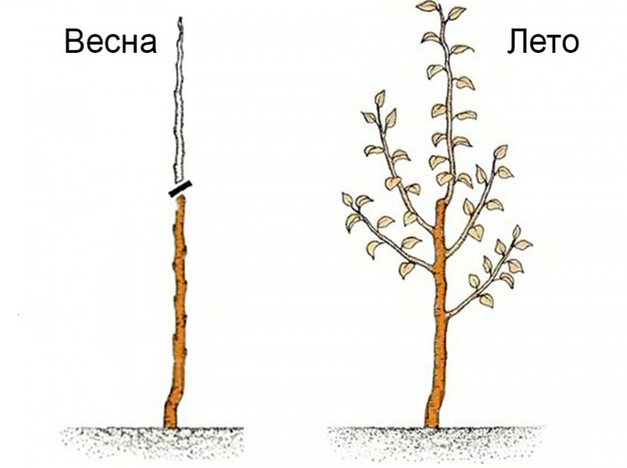 Обрезка груши в 2024 году: когда и как правильно обрезать грушу весной и осенью