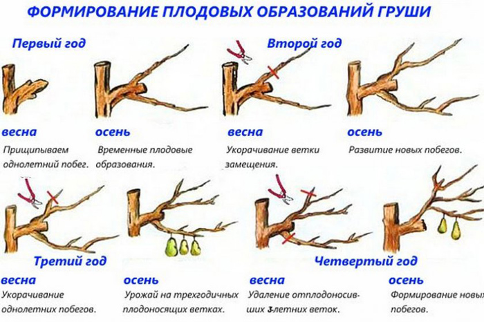 Обрезка груши в 2024 году: когда и как правильно обрезать грушу весной и осенью