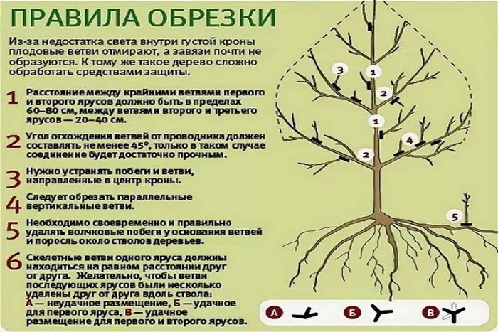 Обрезка яблони весной для начинающих: когда и как правильно это сделать