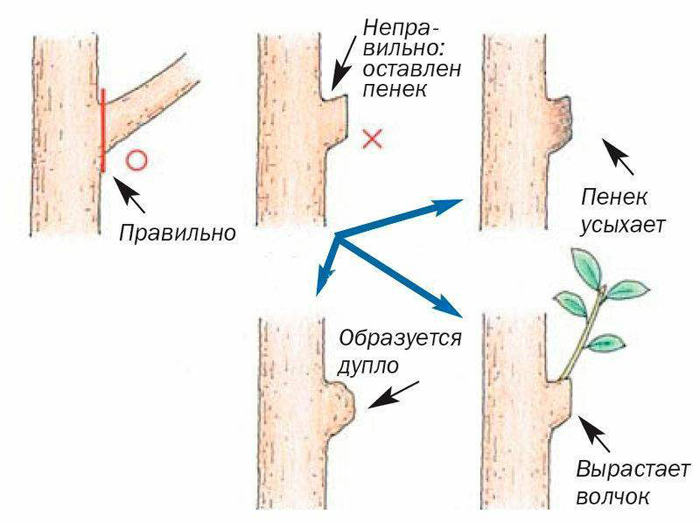 Обрезка яблони весной для начинающих: когда и как правильно это сделать