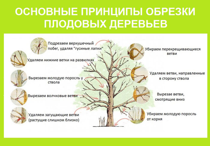 Обрезка яблони весной для начинающих: когда и как правильно это сделать