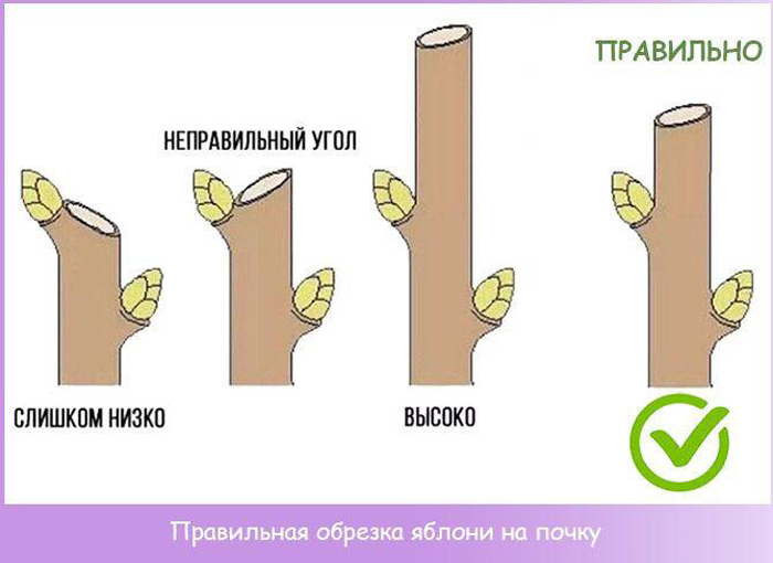 Обрезка яблони весной для начинающих: когда и как правильно это сделать